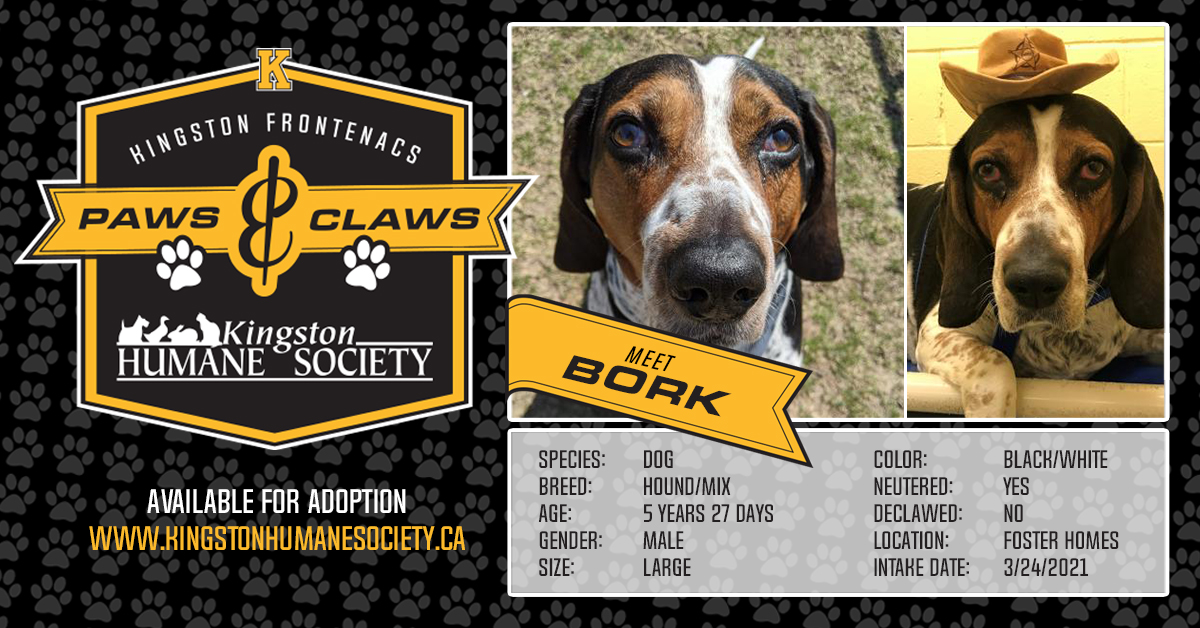 Fronts Paws & Claws - Meet Bork