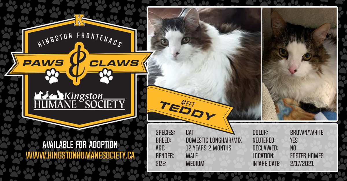 Fronts-Paws-and-Claws-Teddy-FB Meet Teddy