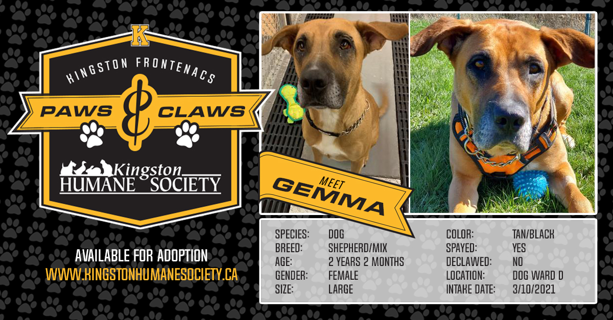 Fronts Paws & Claws - Meet Gemma