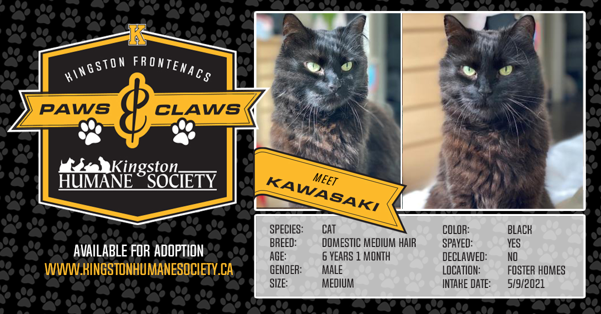 Fronts Paws & Claws: Meet Kawasaki