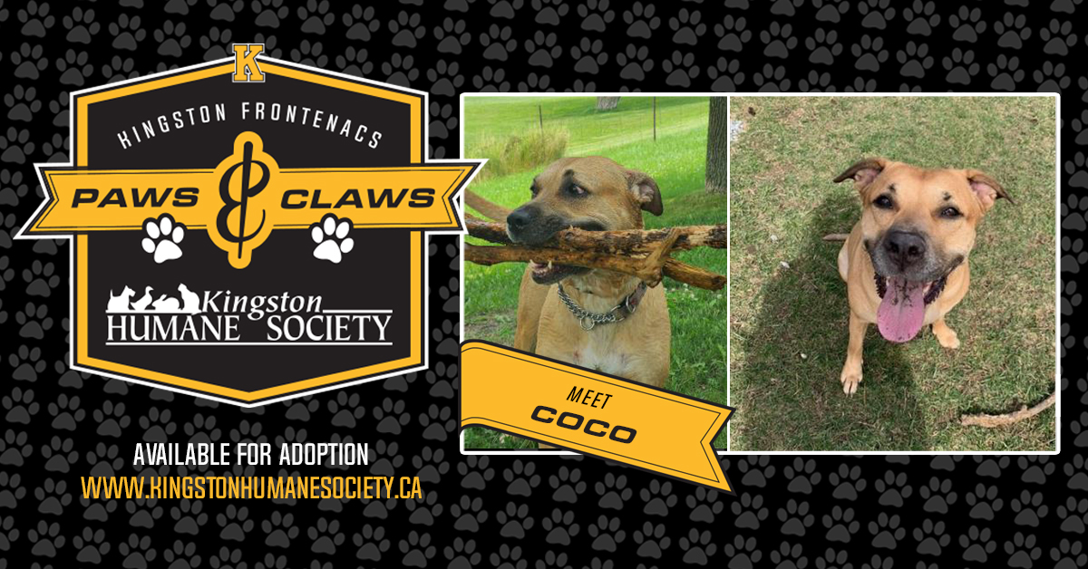 Fronts Paws & Claws: Meet Coco