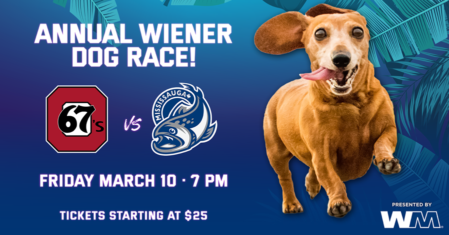 dog race march 10 banner